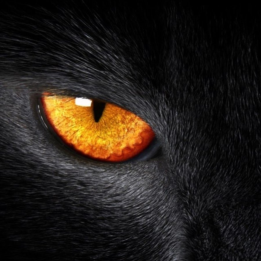 Черный кот с оранжевыми глазами