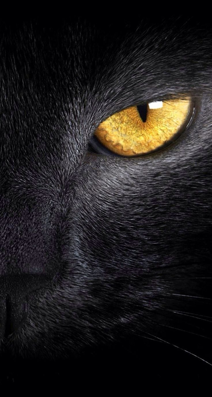 Кошачьи глаза в темноте