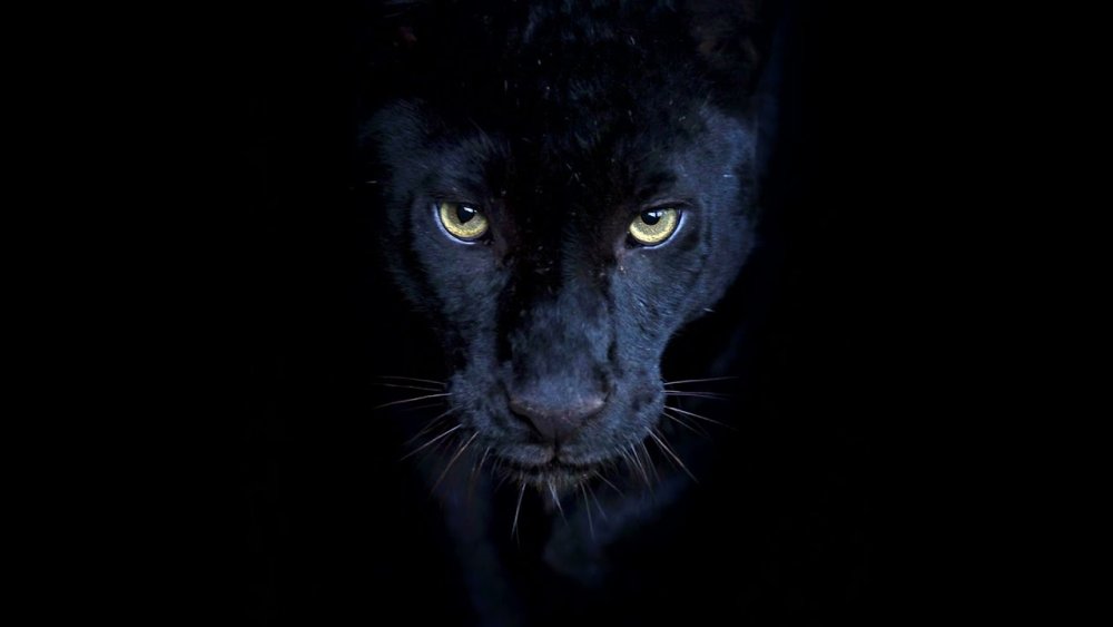 Пантера с желтыми глазами