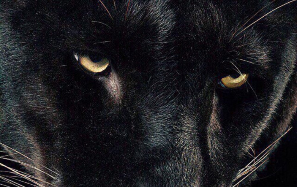 Побеждающий других силен побеждающий себя могущественен