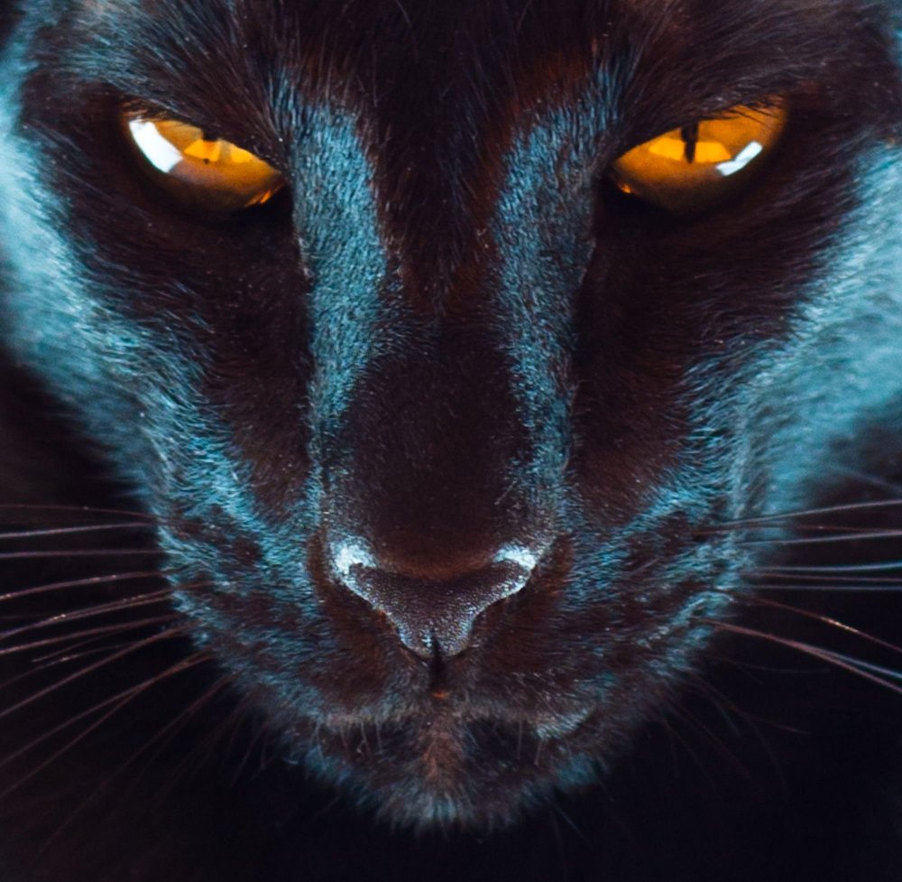 Пантера с голубыми глазами