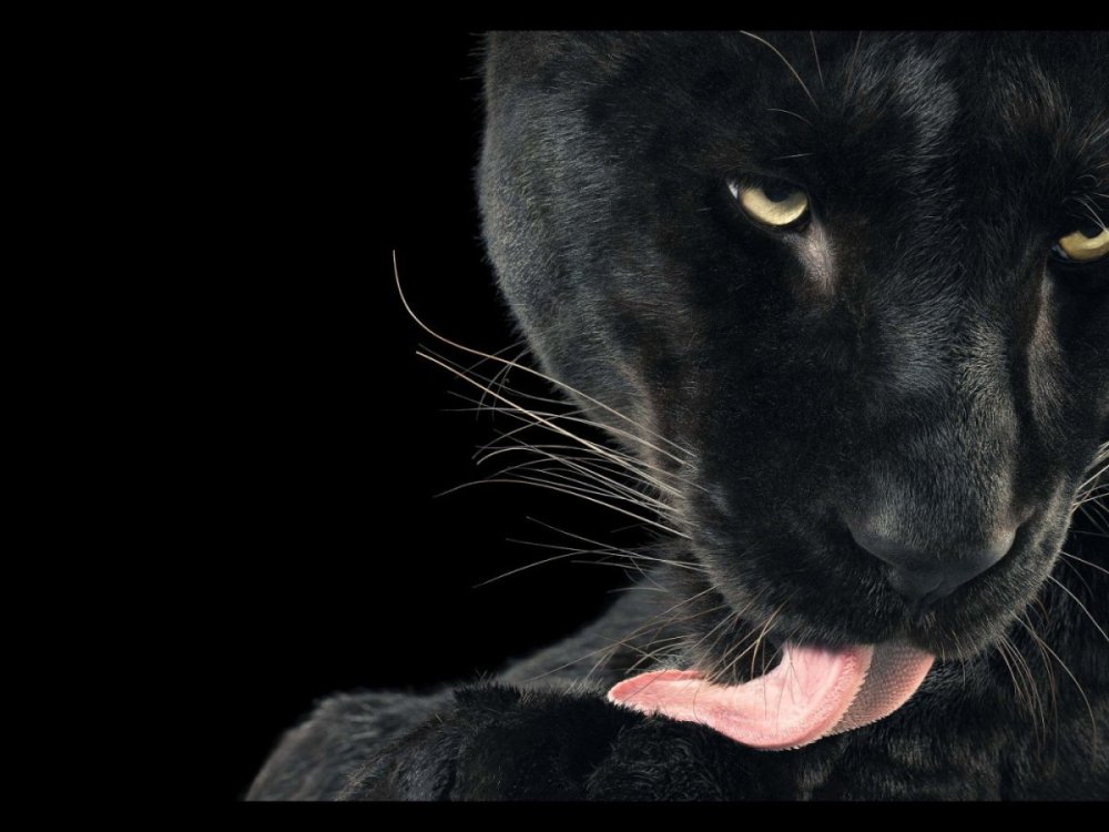 Взгляд пантеры