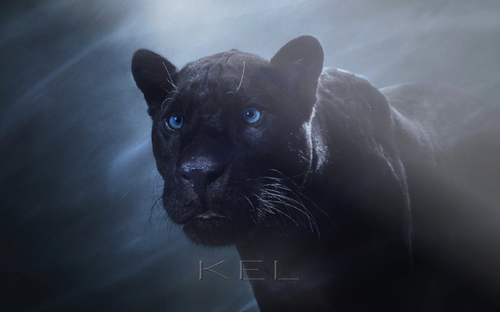 Черная пантера 4к