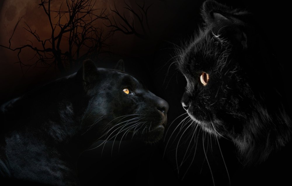 Черная пантера