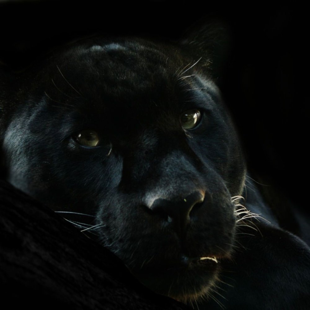 Черная пантера на черном фоне