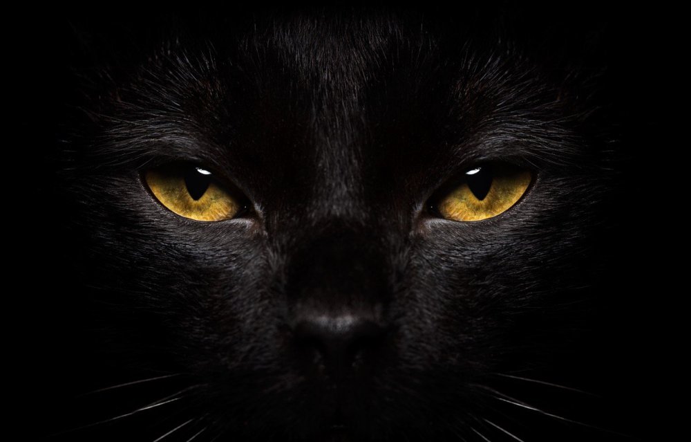Черная кошка