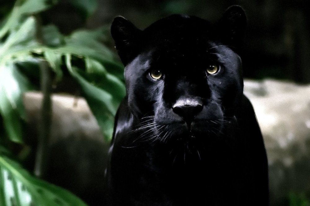 Черная пантера