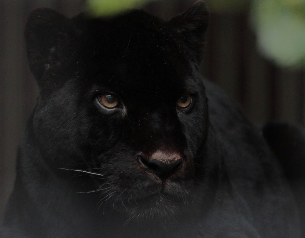 Черный Ягуар