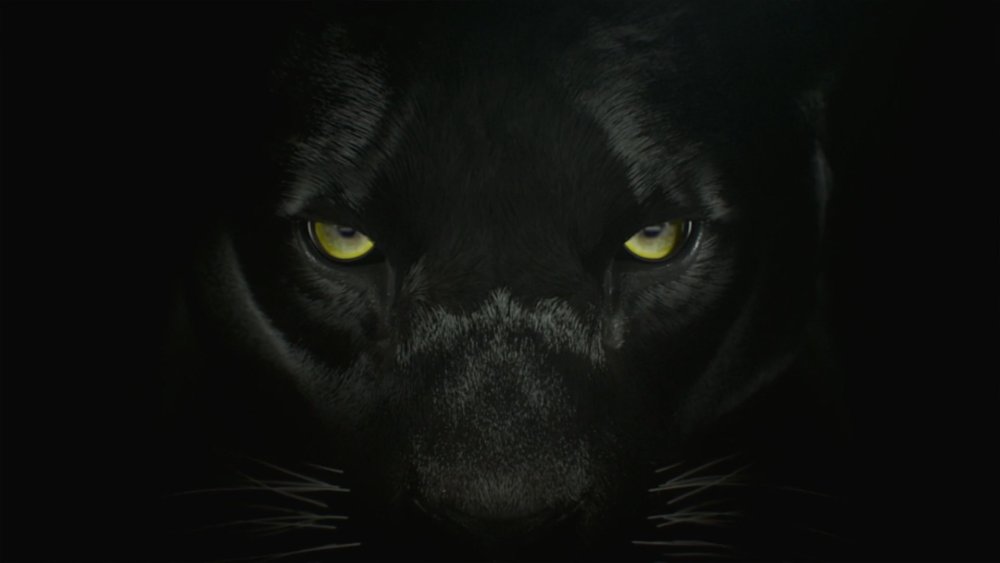 Глаза черной пантеры