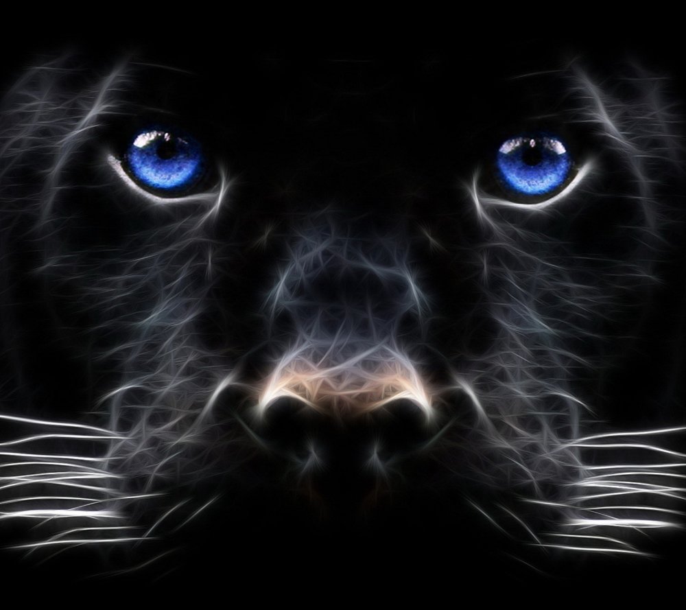 Пантера с бирюзовыми глазами