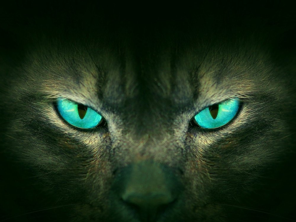 Взгляд кошки