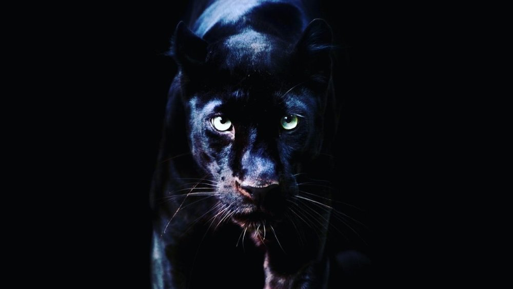 Пантера на черном фоне