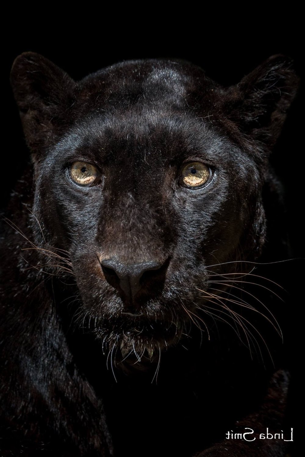 Пантера морда