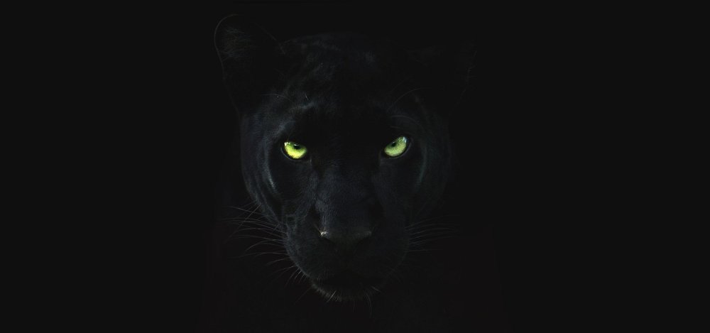 Убунту рабочий стол с пантерой с курсивом из глаз