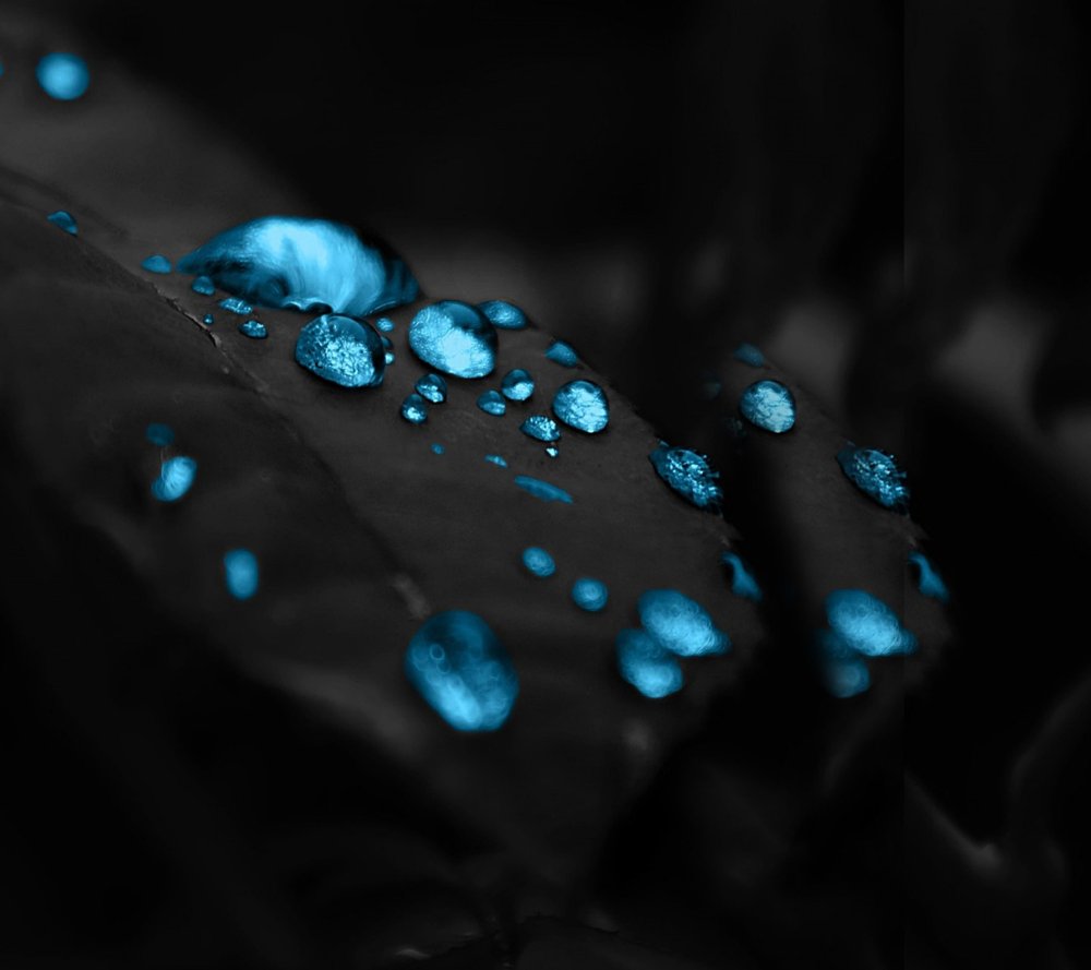 Макро картинки черно белые