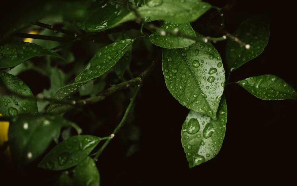 Листья с каплями воды