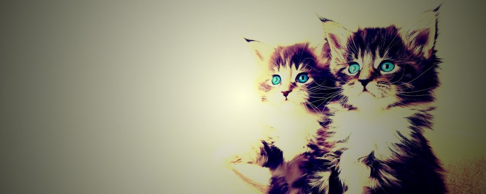 Красивые обои кошки