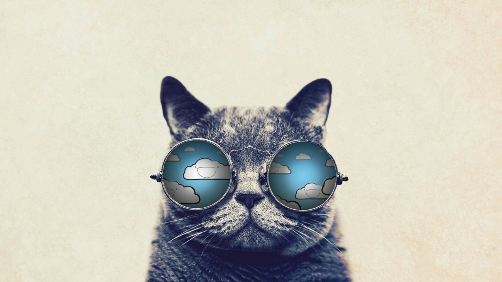 Кот в очках обои