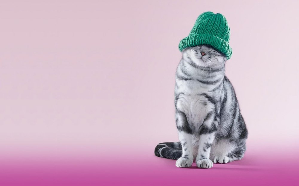 Котенок в зеленой шапке