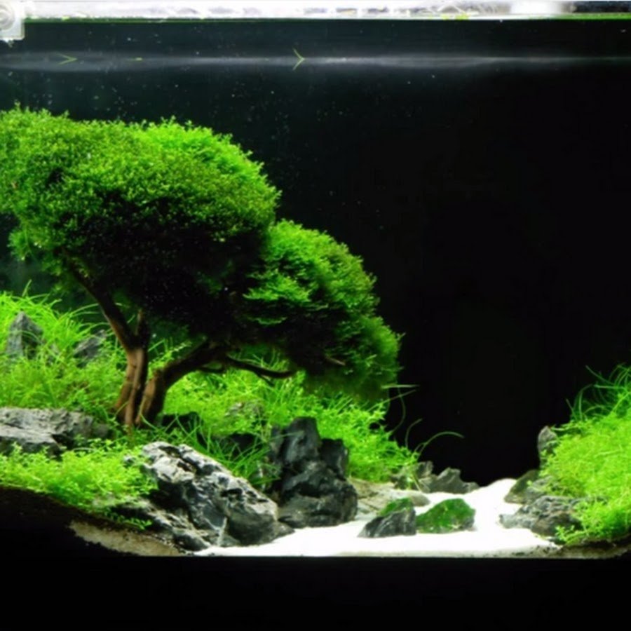 Темный акваскейп