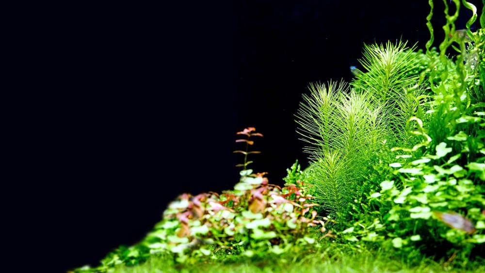 Мох аквариумный ломариопсис