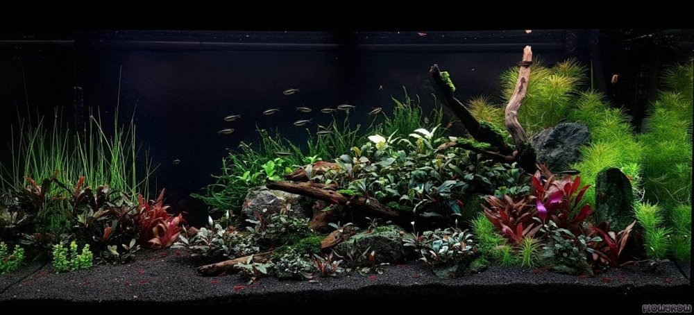 Акваскейп с черным грунтом