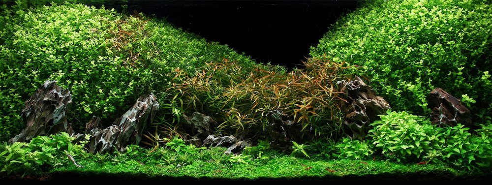 Акваскейп болото