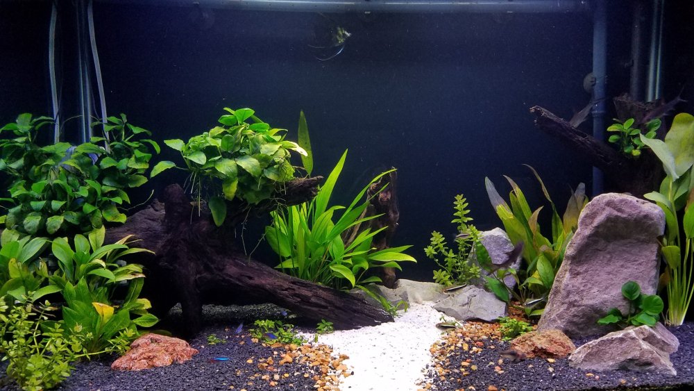 Акваскейп Juwel