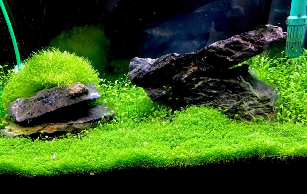 Ивагуми Амано