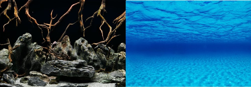 Аквариумный фон Барбус