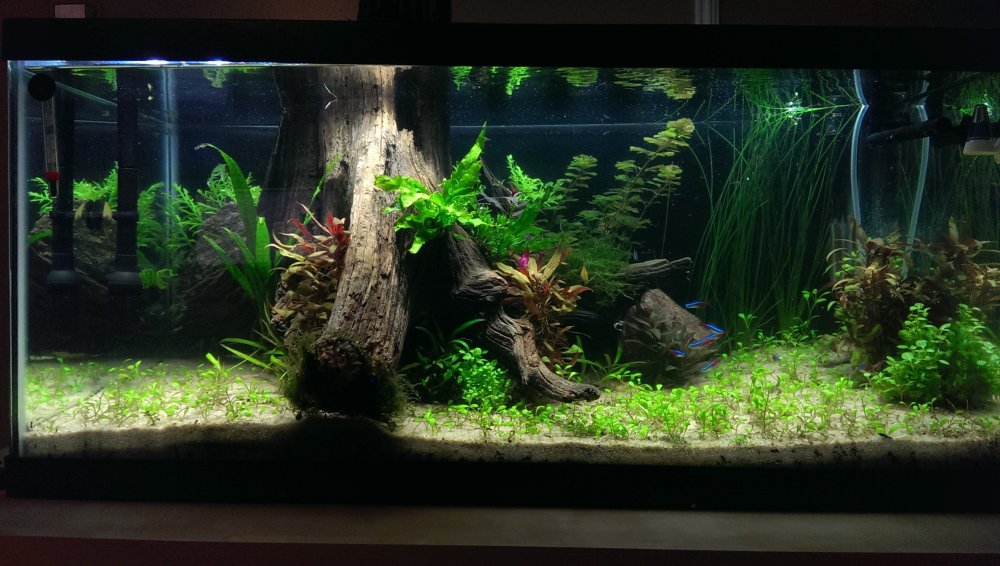 Фон для аквариума