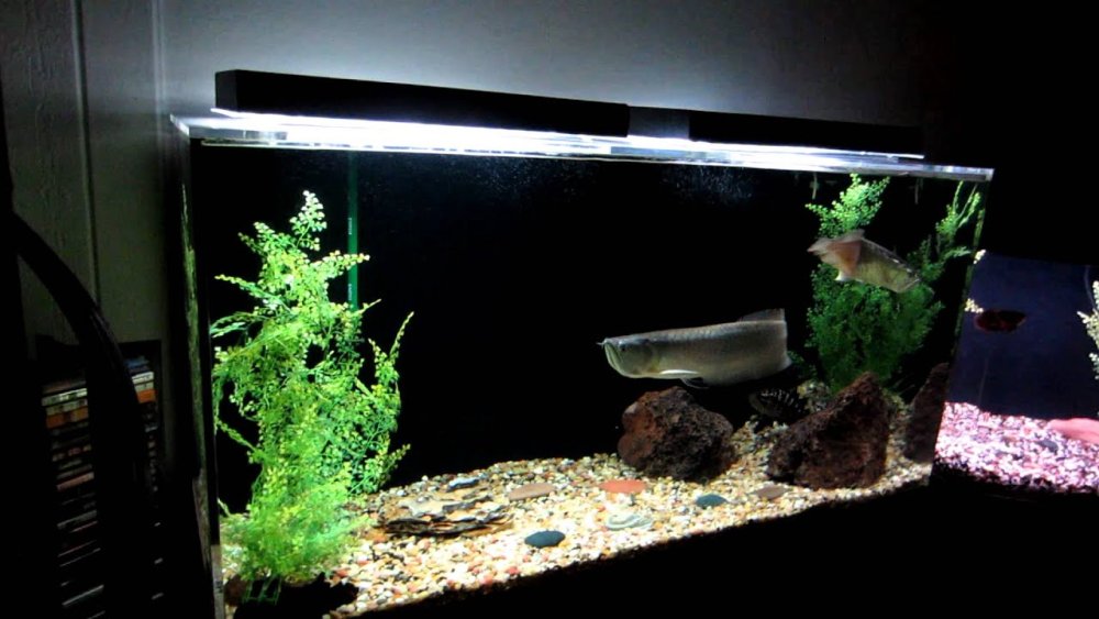 Арована в аквариуме 200 литров