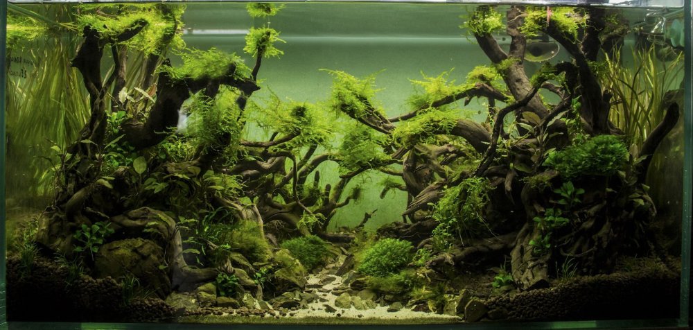 Такаши Амано Амазония