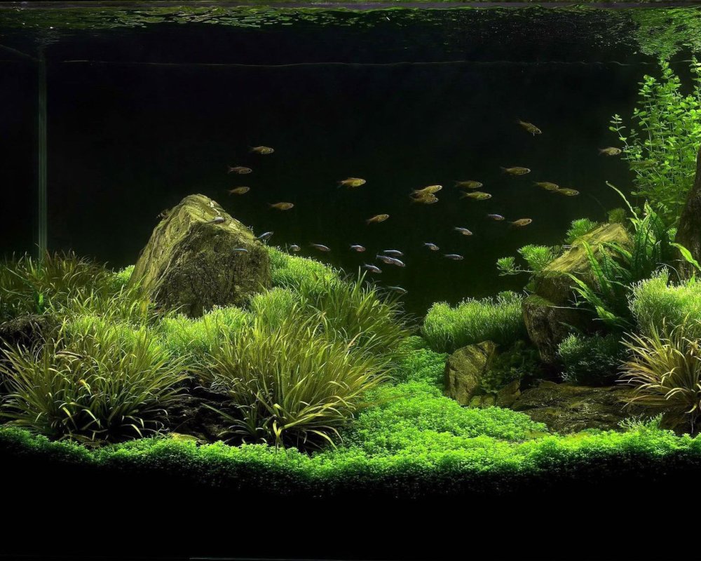 Аквариум с зеленым фоном