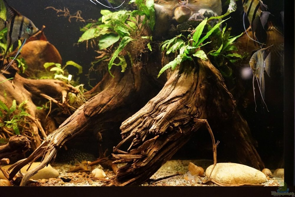 Биотоп реки Конго в аквариуме