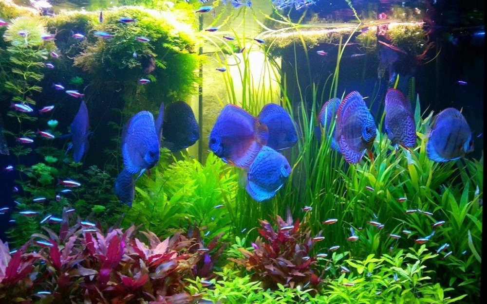 Красивый аквариум с рыбками и растениями