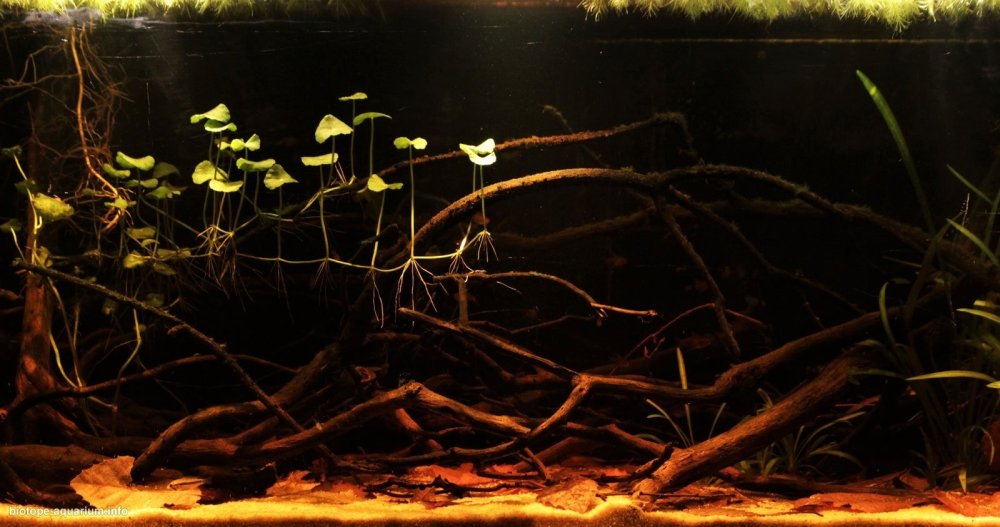 Аквариум скалярии биотоп