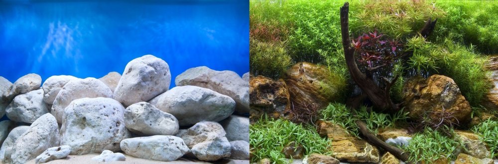 Аквариумный фон Барбус