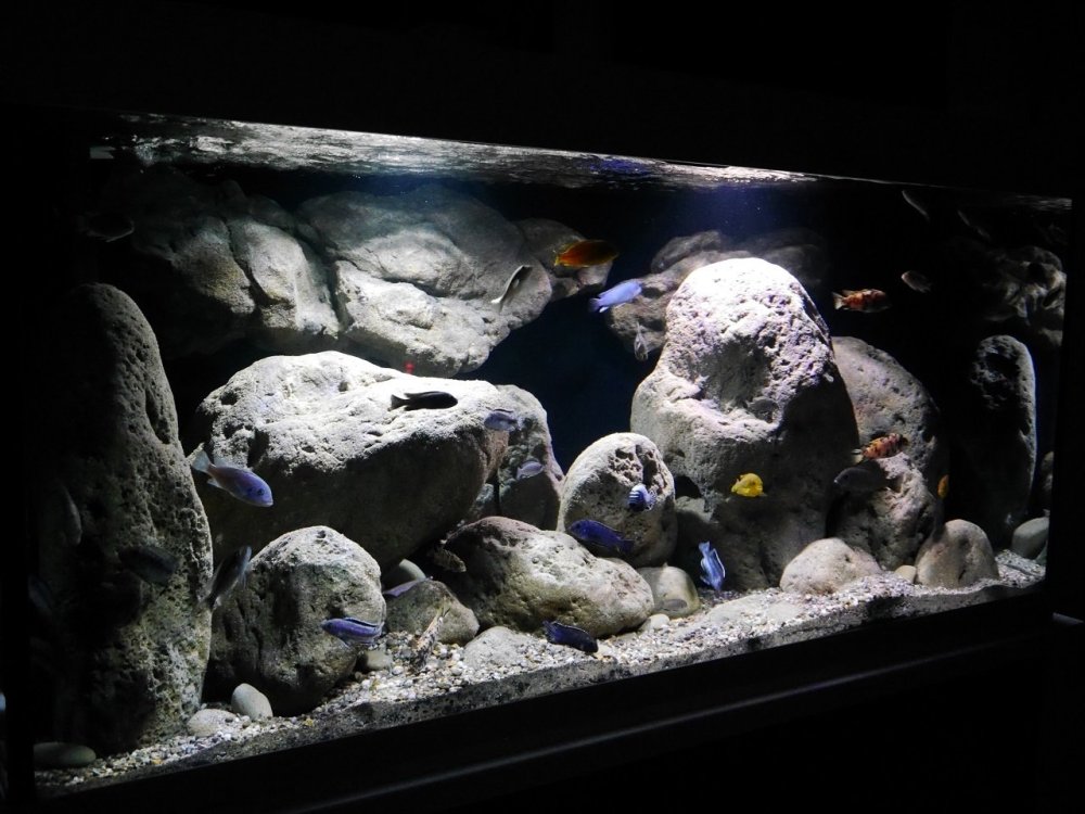 Аквариум цихлидник черный грунт