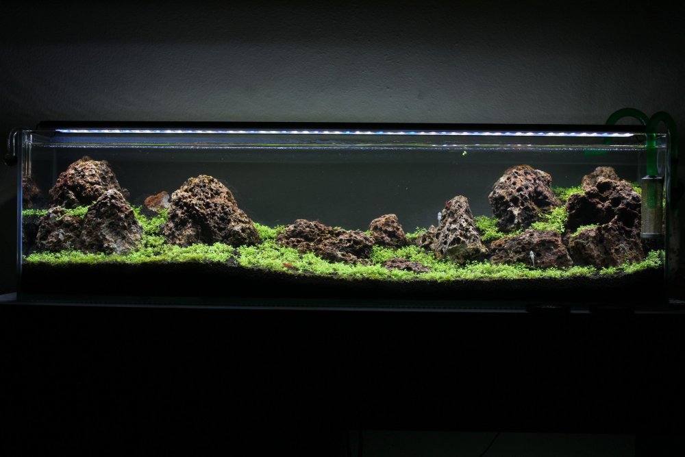 Акваскейпинг Ивагуми