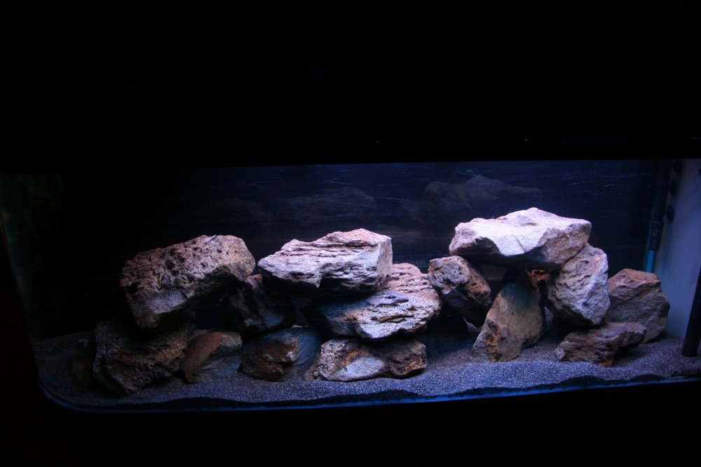 Аквариум с цихлидами черный грунт