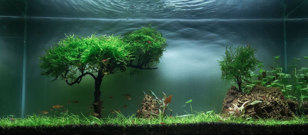 Акваскейп с Монте Карло