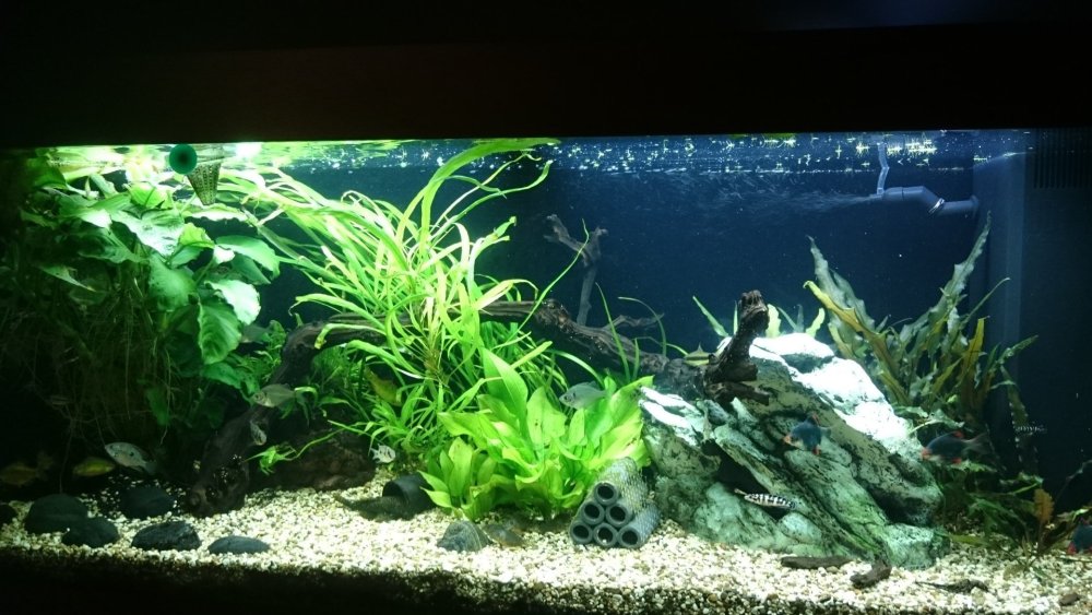 Аквариум 120 черный фон сзади