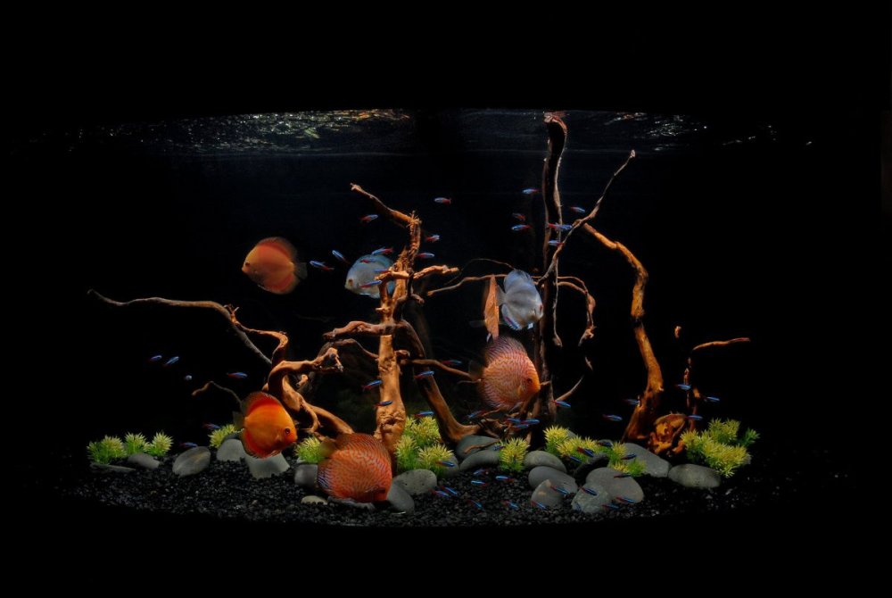 Акваскейп для дискусов