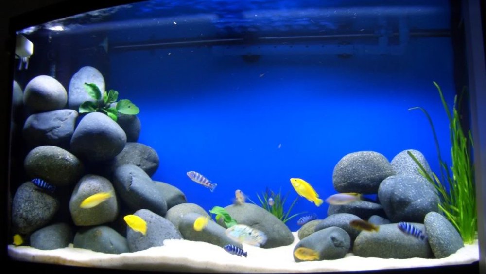 Аквариум с синим фоном