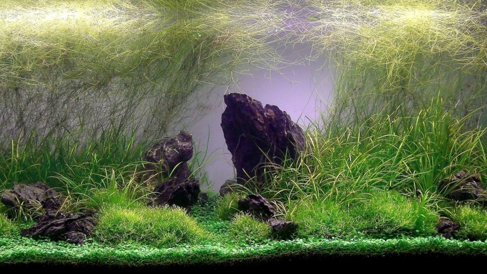 Однотонный фон для аквариума