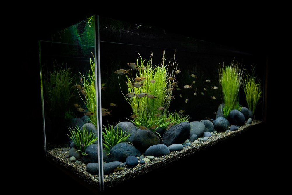 Ryoboku Aquascape
