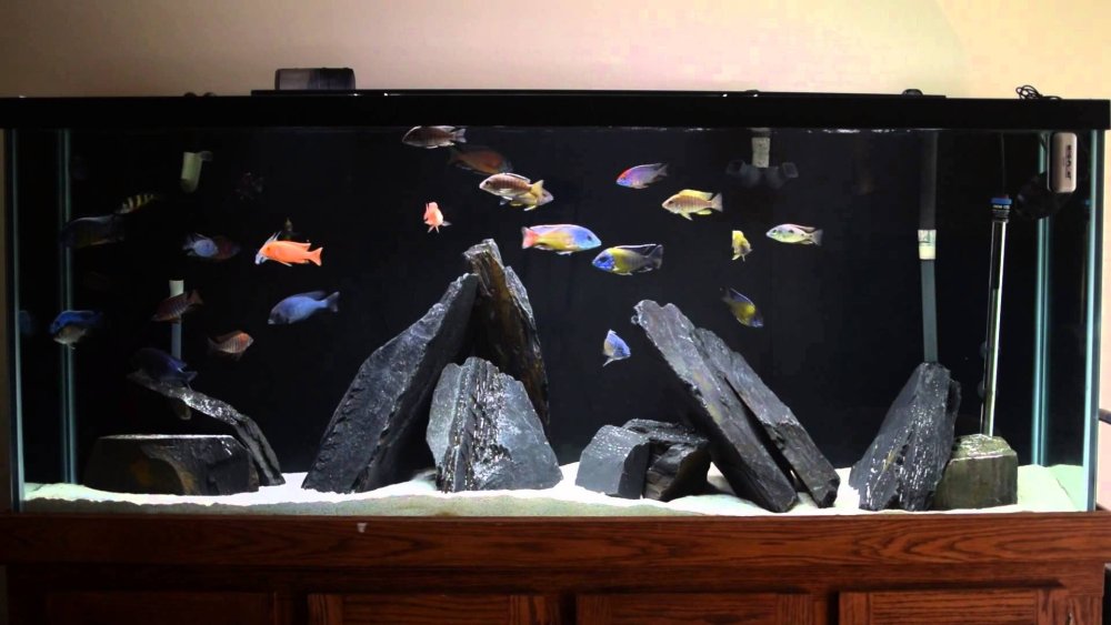 Аквариум с цихлидами 150 литров