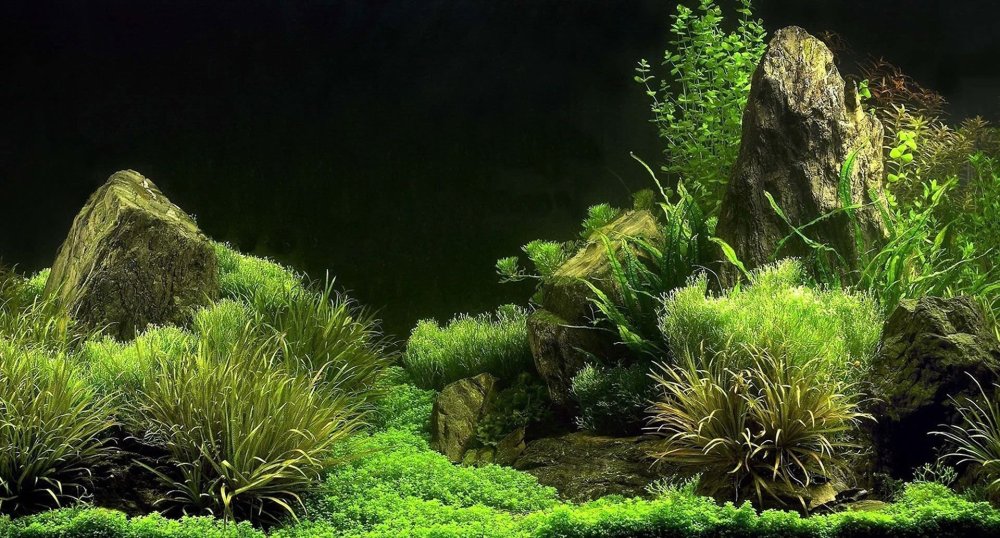 Травники аквариумы Амано