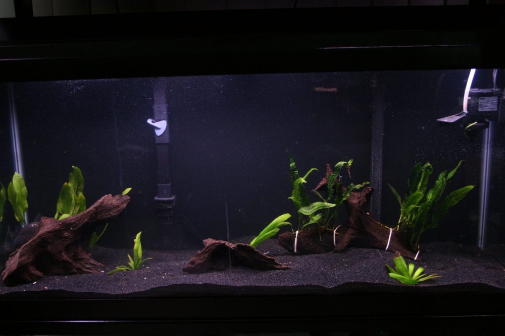 Аквариум с черным грунтом